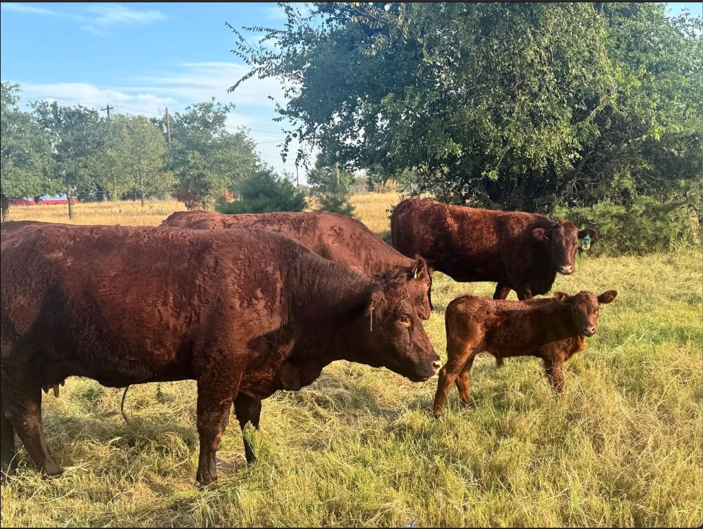 1870 Ross Lane 1, Springtown, TX 76082 — photo 1